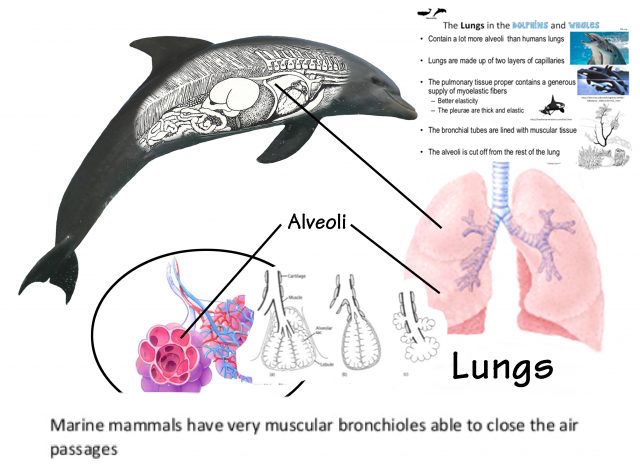 special device in the lungs of marine mammales to increase air capacity.