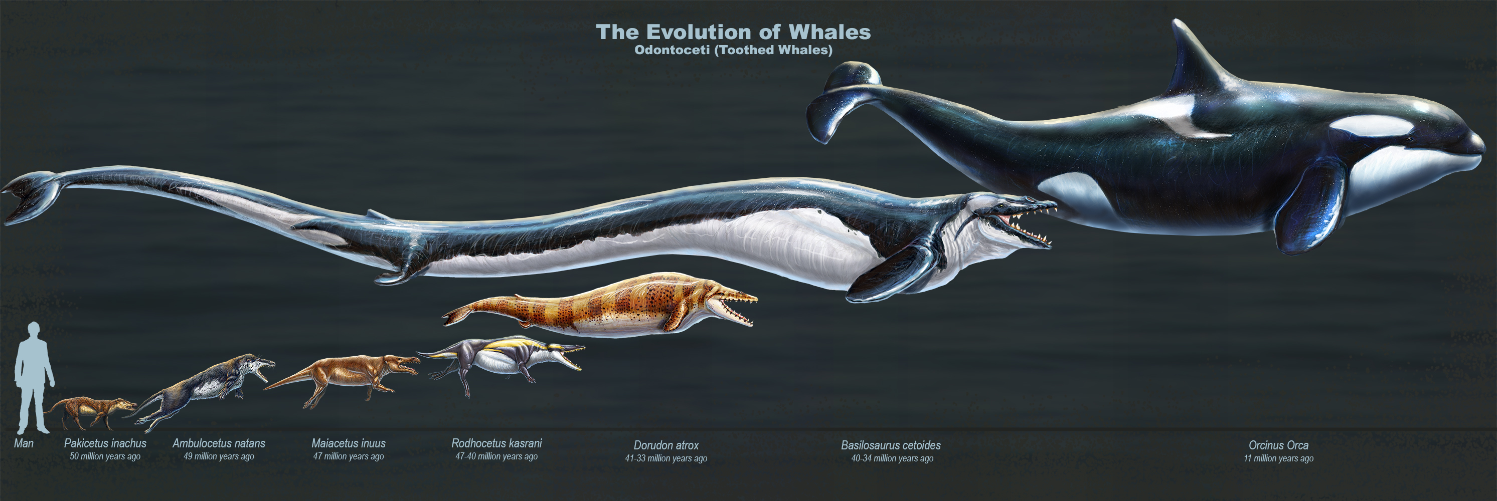 This is the evolve of a terrestrial animal to the Vales, while they moved to live in water, during million years.  
