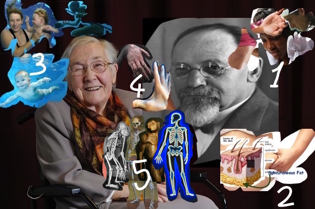 Max Westinghofer and Elaine Morgan, pioneers of Aquatic Apes Theory. with 5 characteristics among others, which are common in human.