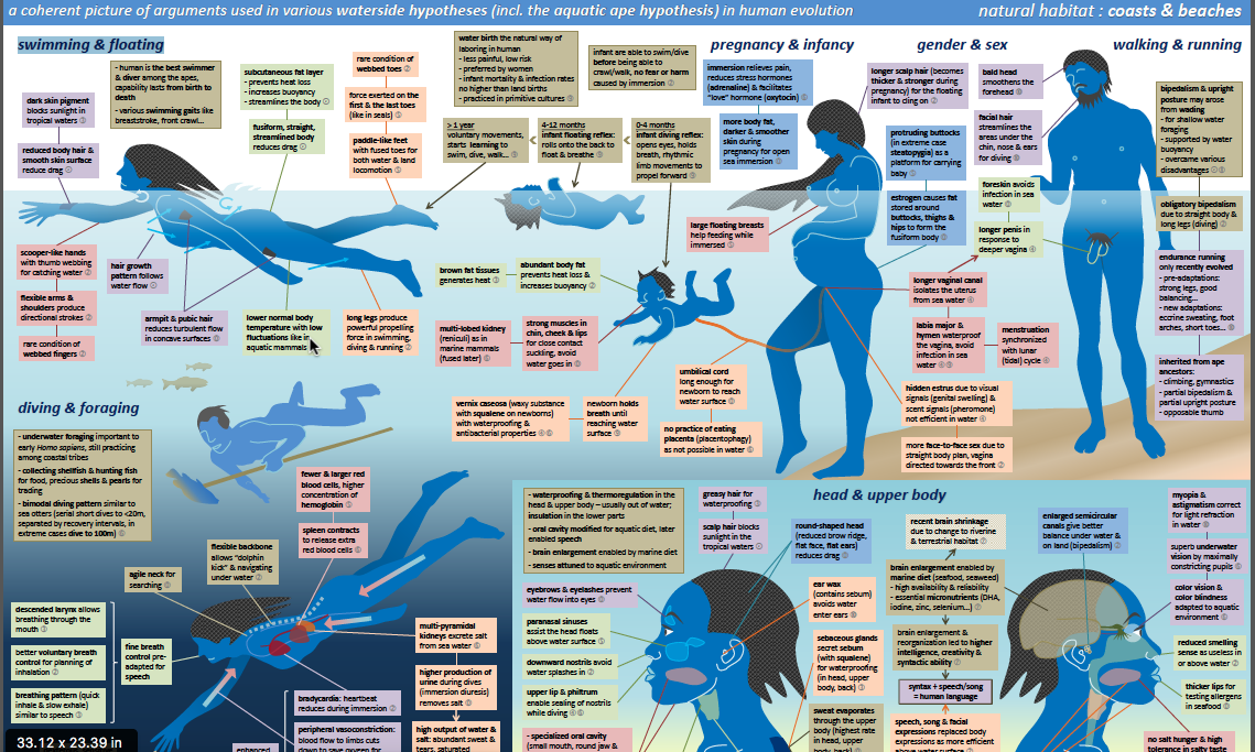 A sophisticated illustration of various characteristics in human, which are using to support waterside theories including Aquatic Apes theory. 